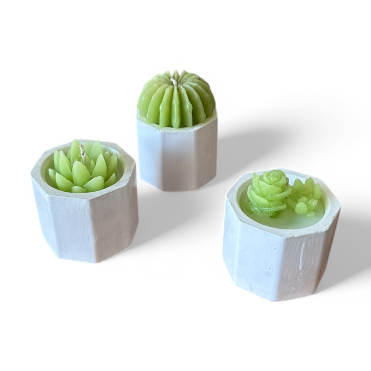 12 Velas de Suculentas y Cactus