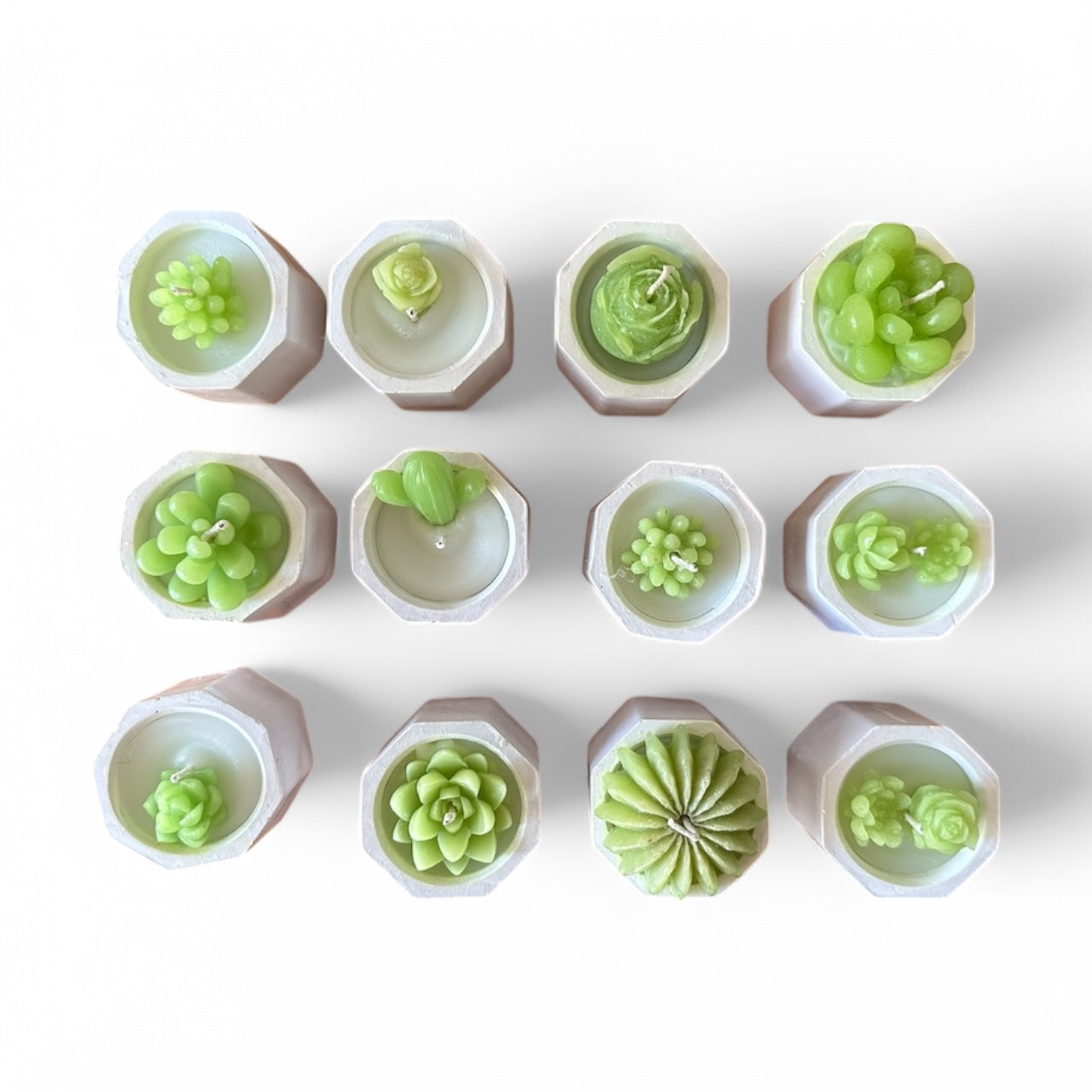 12 Velas de Suculentas y Cactus