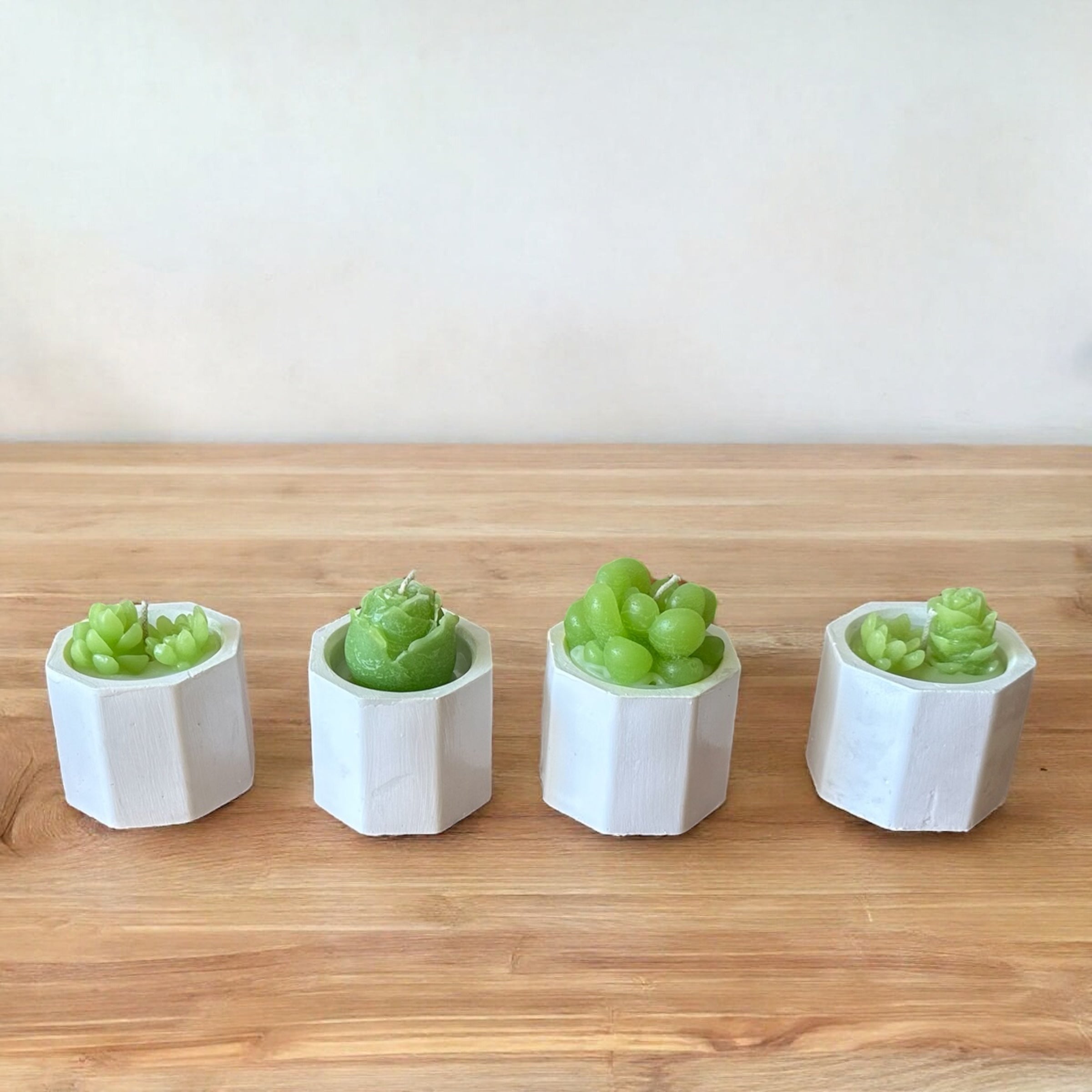 12 Velas de Suculentas y Cactus